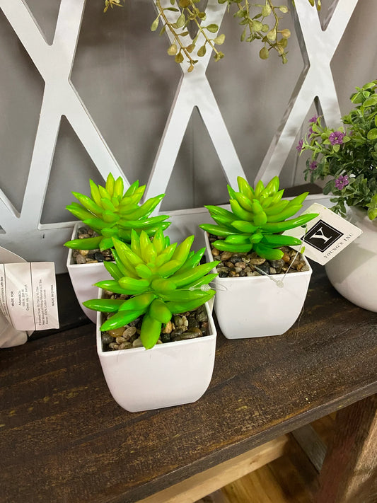 Small succulent white vase